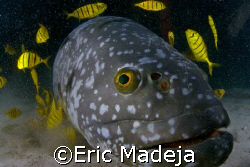 This grouper living in an artificial reef off Mabul Islan... by Eric Madeja 